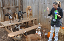 Pet Daycare Suwanee