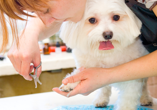 Roswell-Pet-Grooming.jpg